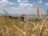 Belgorod-Dnestrovsky6.jpg - 